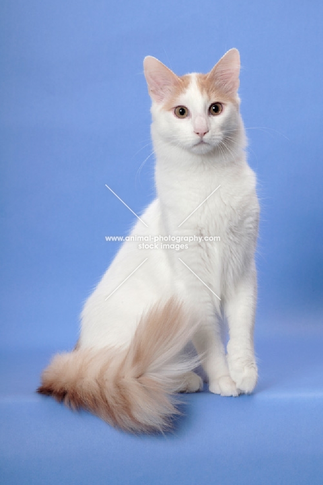 cream and white Turkish Van