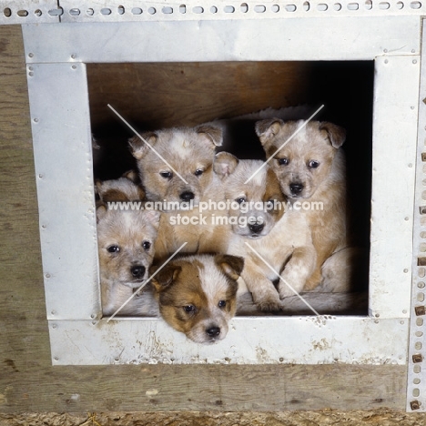 five australian cattle dog pups