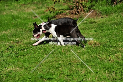 Boston Terriers