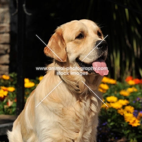 head and shoulders of golden retriever