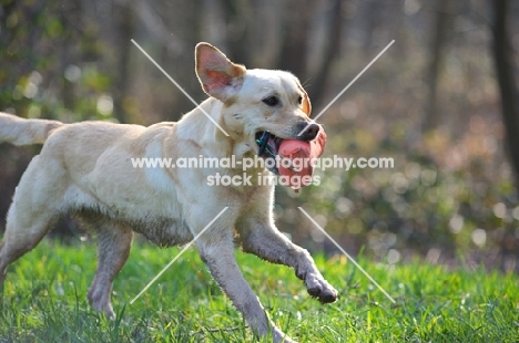 yellow labrador retrieving dummy