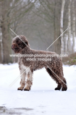 Lagotto Romagnolo in winter