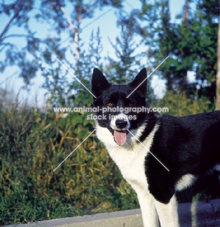 Karelian Bear dog (aka Karjalan Karhukoira)