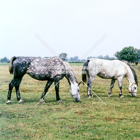 two Groningen old type mares grazing, left, Zola, with Tularia,  right