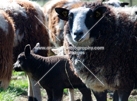 bonte Texel sheep with blue Texel lamb