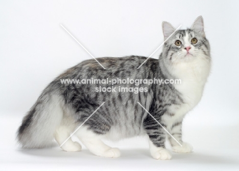 Silver Mackerel Tabby & White Siberian, side view