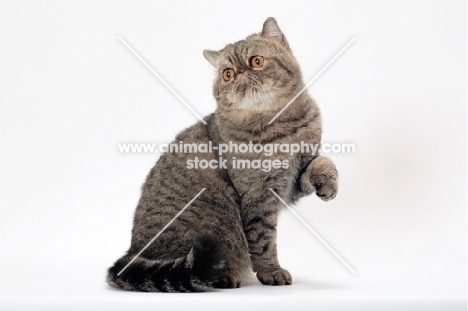 Exotic Shorthair, Brown Mackerel Tabby colour, one leg up