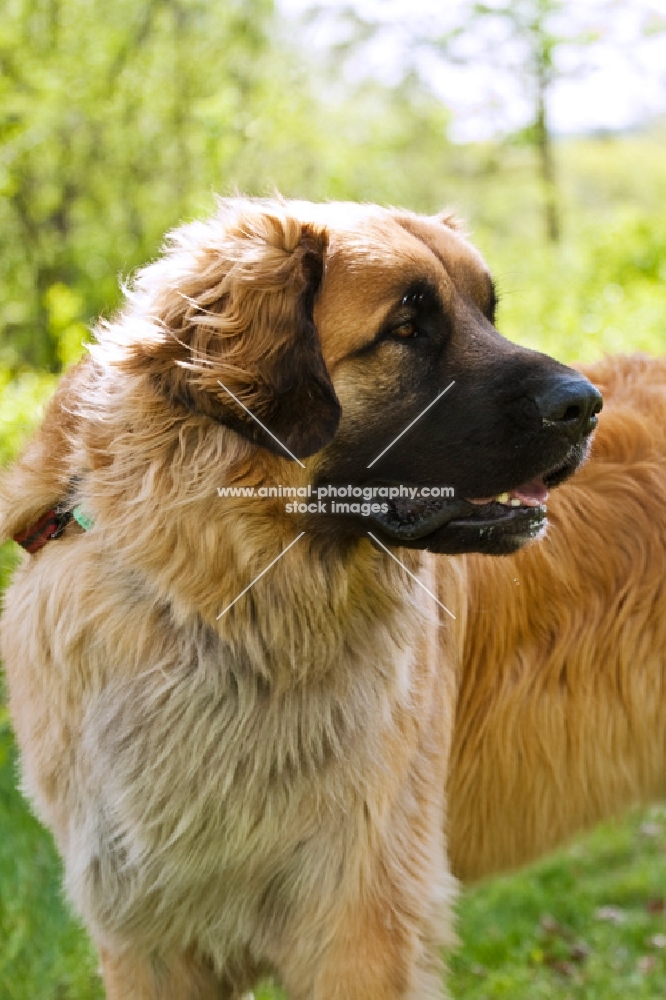 Leonberger looking away