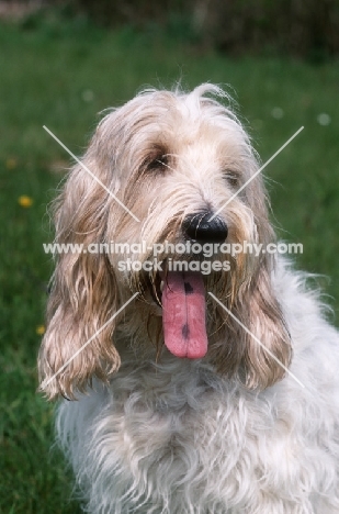 Grand Basset Griffon Vendeen