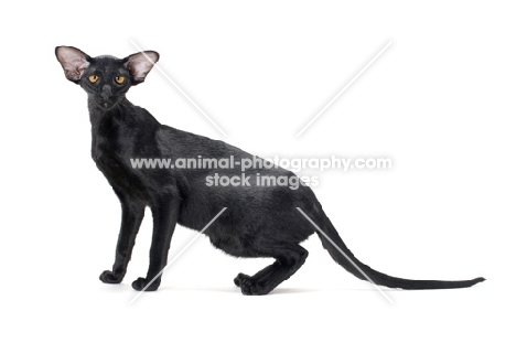 black Oriental Shorthair