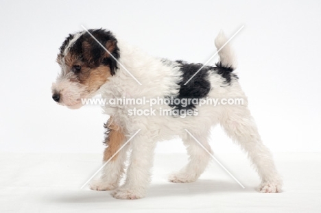wirehaired Fox Terrier puppy, side view on white background
