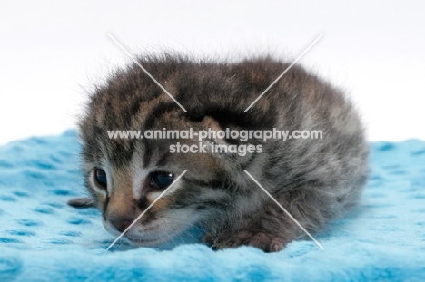 2 week old Asian Leopard kitten on blanket