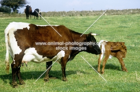 gloucester cow with calf at cotswold farm park