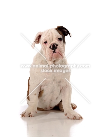 Bulldog looking at camera against white background