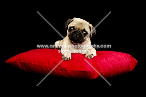 Pug puppy lying down on pillow