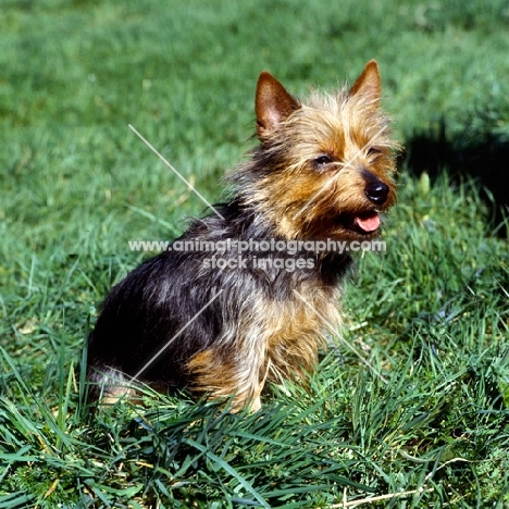 australian terrier sitting on grass