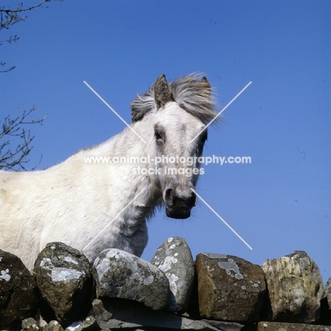 Eriskay Pony mare looking over a stone wall 