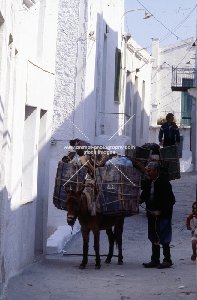 working donkey on the greek island hydra