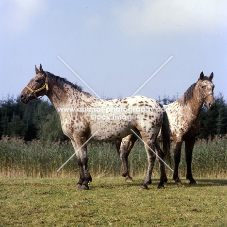 two spotted knabstrups together,  tobias lyshøy and lisa-lotte lyshøy not talking