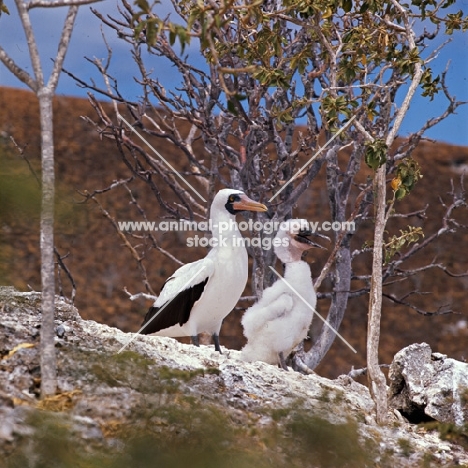masked booby and large chick looking out on daphne island crater rim, galapagos islands