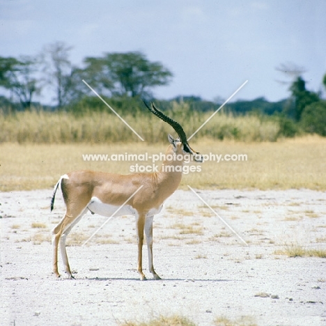 grant's gazelle amboseli np  side view
