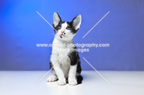 Peterbald kitten sitting down and resting