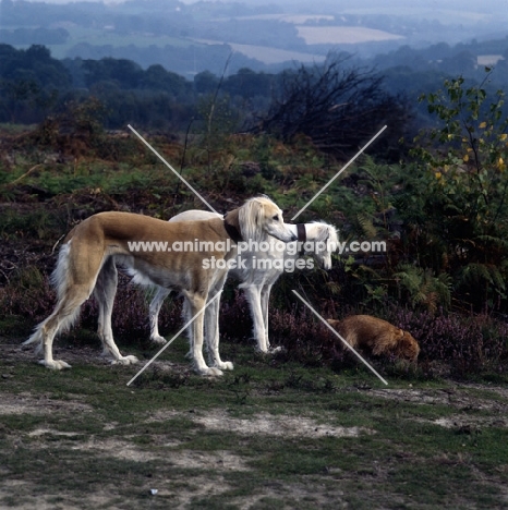 geldara yanina, geldara amrita, chalkyfield folly,  two salukis watch a norfolk terrier digging