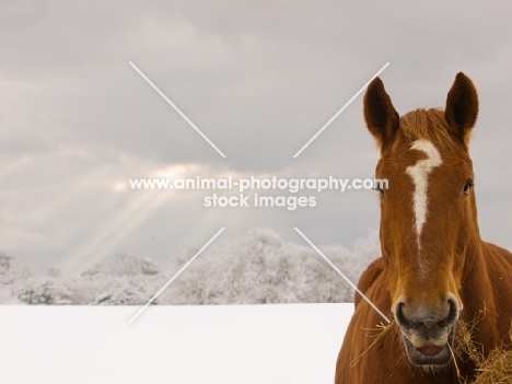 Suffolk Punch looking at camera in snowy field