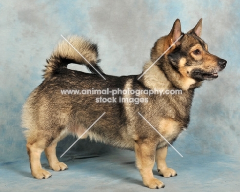 Swedish Vallhund in studio, side view