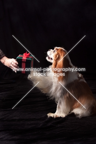 cavalier king charles spaniel receiving gift