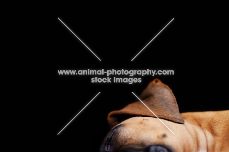 Boxer lying down, ear close up