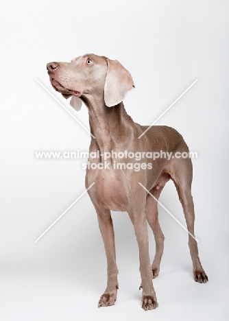 Weimaraner in studio.