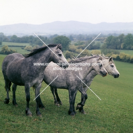 welsh ponies (section b), at pendock stud by malvern hills