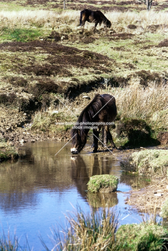 exmoor ponies on exmoor, one drinking