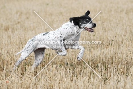 pointer at field trial full speed