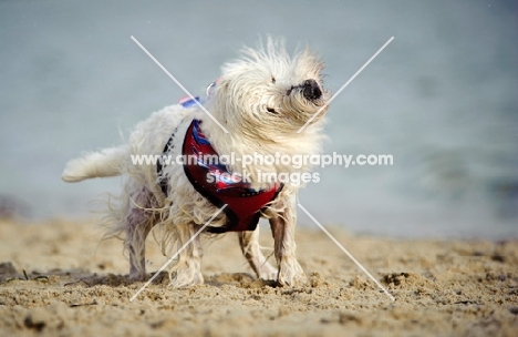 West Highland White Terrier shaking