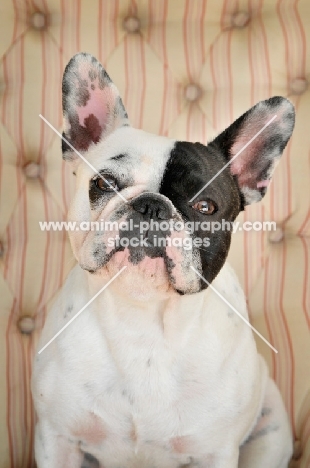 French Bulldog looking at camera on striped seat