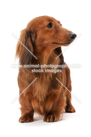 dachshund longhaired (miniature), Australian Champion in studio