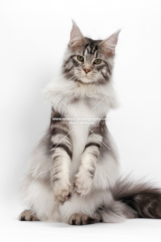 Maine Coon standing up, Silver Classic Tabby colour, white background