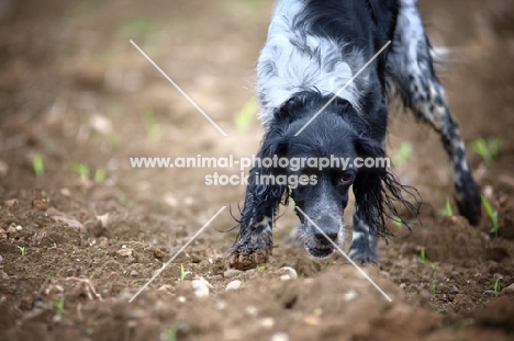 close-up of a wet black and white English Setter smelling the ground