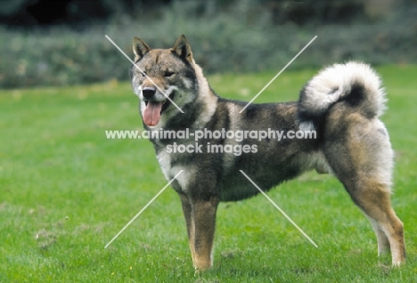 champion shikoku japanese hunting dog