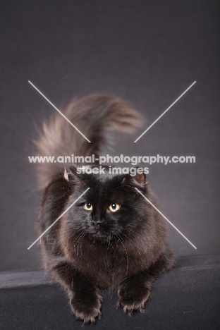 Siberian cat