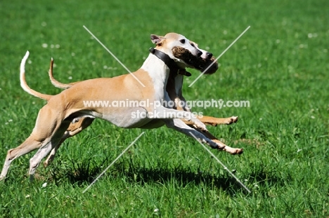 two Whippets running with dummy