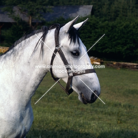 portrait of a Lipizzaner mare at piber