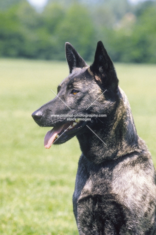 Nederlandse Herder - dutch sheepdog - smooth variety