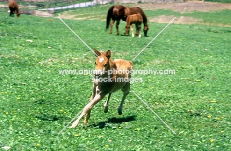 quarter horse foal running