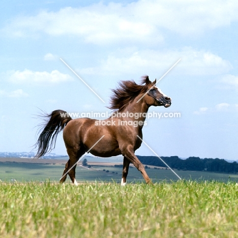 Arab stallion running in a field