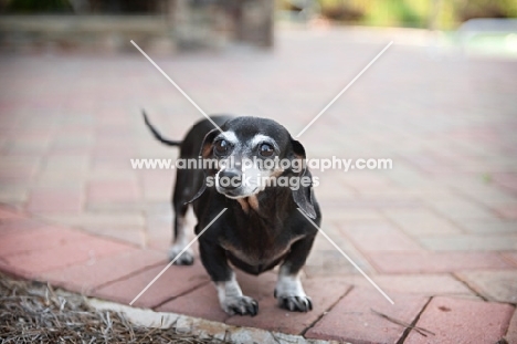 senior dachshund
