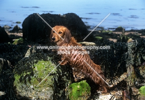 bonavoir prudence, miniature long haired dachshund on rocks by the sea