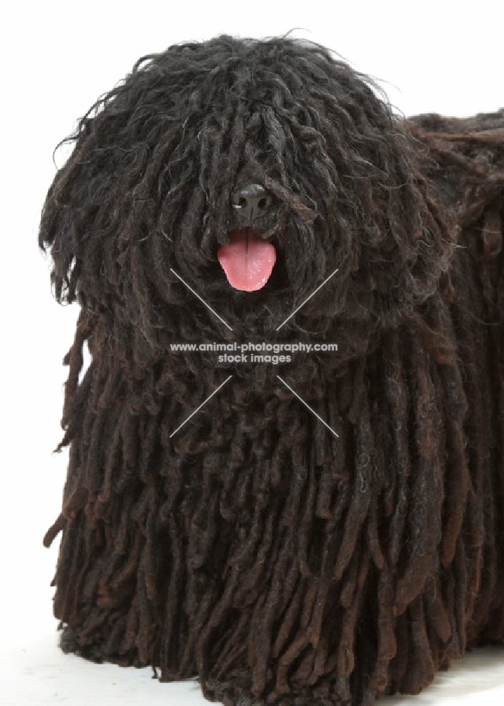 Australian Champion Puli, standing